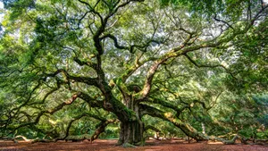 High Resolution Angel Oak Tree Historical Landmark Wallpaper