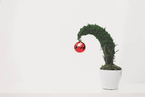 High Resolution Christmas Plant Wallpaper