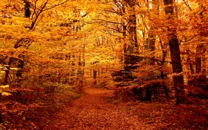 High Resolution Fall Forest With Gold And Orange Leaves Wallpaper
