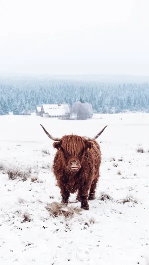 Highland Cow In Snow Wallpaper