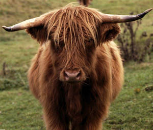 Highland Cow Staring Wallpaper