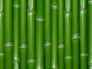 Hijau Bamboo Wall Wallpaper