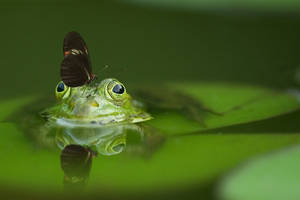 Hijau Frog Butterfly Wallpaper