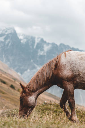 Hill Grazing Horse Iphone Wallpaper