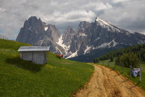 Hill View With Cows Wallpaper