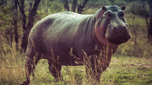 Hippopotamus Imposing Stature Wallpaper