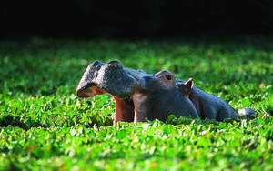 Hippopotamus Opened Mouth In Water Wallpaper