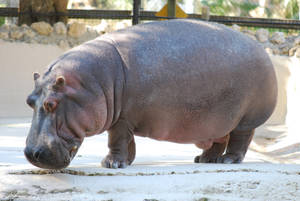 Hippopotamus White Cage Flooring Wallpaper