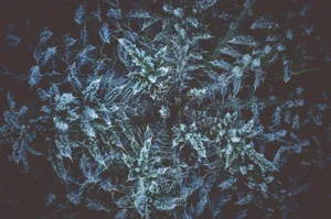 Hoarfrost On The Plant Wallpaper