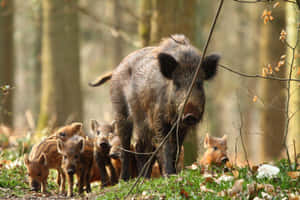 Hog Phone Screen Theme Display Wallpaper