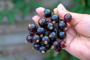 Holding A Blackcurrant Wallpaper