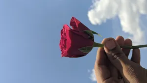 Holding Single Rose Aesthetic Phone Wallpaper