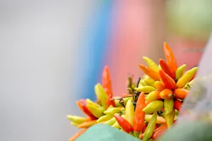 Honduras Colorful Chili Wallpaper