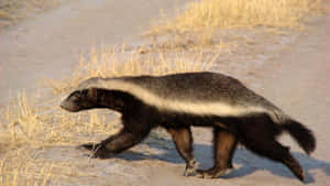 Honey Badger On The Move Wallpaper