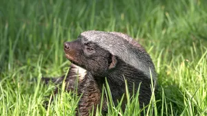 Honey Badgerin Grass Wallpaper