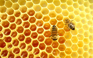 Honey Bees Photography Wallpaper