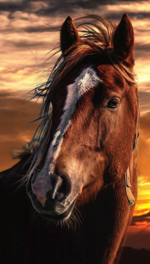 Horse Face On Sunset Wallpaper