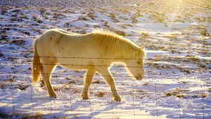Horse Walking In Cool Winter Wallpaper