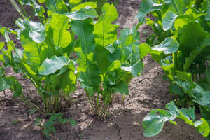 Horseradish Plant On Garden Wallpaper