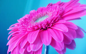 Hot Pink Baberton Daisy Wallpaper