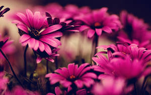 Hot Pink Daisies In Full Bloom Wallpaper