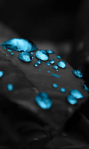 Htc Black Leaf Wallpaper