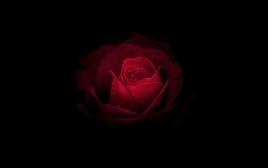 Huawei Mate Rs Porsche Rose Wallpaper