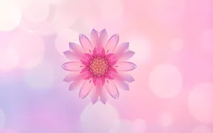 Huawei Pink Flower Wallpaper