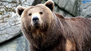 Huge Kodiak Bear Wallpaper