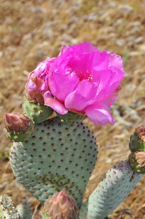 Huge Prickly Pear Cactus Flower Wallpaper