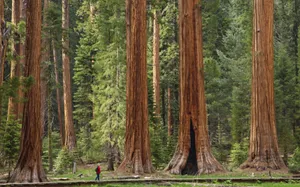 Huge Sequoia National Park Trees Wallpaper
