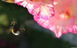 Humble Bee Flower Wallpaper