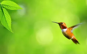 Hummingbird And Green Leaves Wallpaper