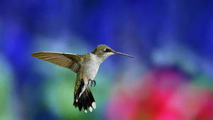 Hummingbird Focus Photography Wallpaper
