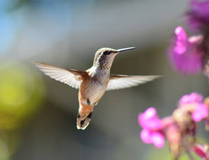 Hummingbird In Mid Air Wallpaper