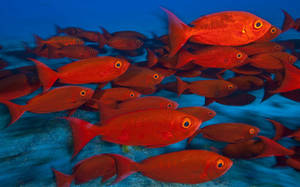 Hundreds Of Red Fish Schooling In An Underwater Paradise Wallpaper