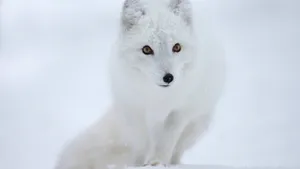 Hunter White Fox Photo Wallpaper