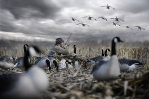 Hunting Wild Geese With Precision Wallpaper