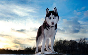 Husky Against Blue Orange Sunset Sky Wallpaper