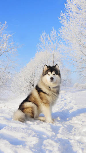 Husky Beautiful Snow Phone Wallpaper