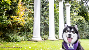 Husky With University Of Washington Scarf Wallpaper