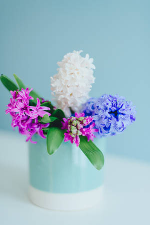 Hyacinth Flowers In Blue Can Wallpaper