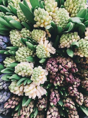 Hyacinth Flowers In The Market Wallpaper