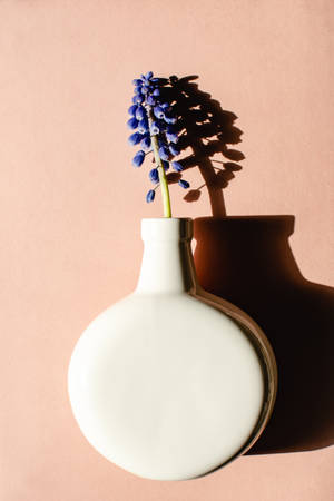 Hyacinth In White Vase Wallpaper