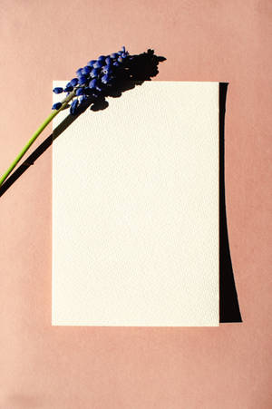 Hyacinth On Paper Wallpaper