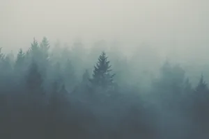 Iconic Foggy Forest Pine Trees Wallpaper