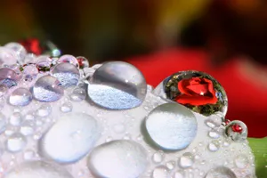 Illusion Small Rose Wallpaper