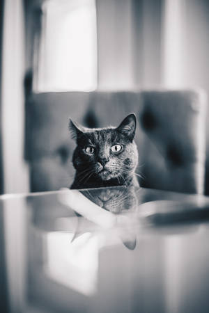 Image A Gray Cat Peering Curiously. Wallpaper