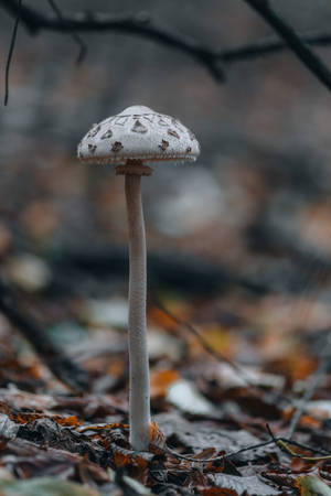 Image A Magical Forest Of Mushrooms Wallpaper