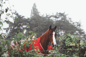 Image A Spectacular Brown Horse In A Red Suit Wallpaper